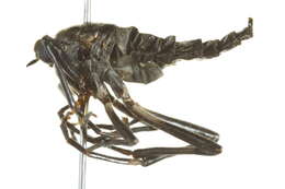 Image of Boreoides