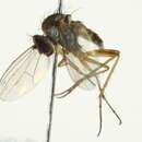 Image of Sympycnus anomalipennis Becker 1922