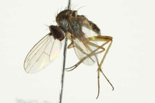 Imagem de Sympycnus anomalipennis Becker 1922