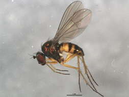 Imagem de Sympycnus anomalipennis Becker 1922