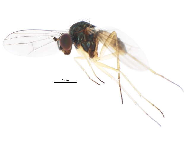 Image of Sympycnus anomalipennis Becker 1922