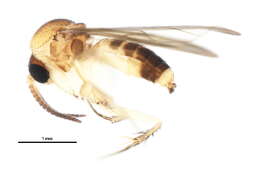 Image of Acrodicrania