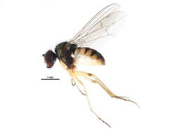 Image of Sympycnus anomalipennis Becker 1922