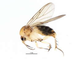 Image of Acrodicrania