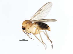 Image of Acrodicrania