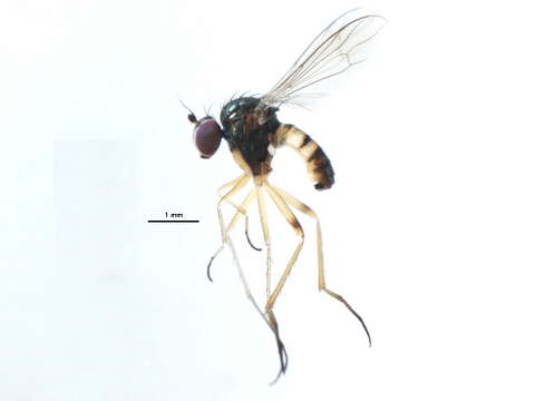 Image of Sympycnus anomalipennis Becker 1922