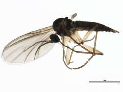 Image of Dark-winged fungus gnat