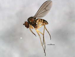 Image of Sympycnus anomalipennis Becker 1922