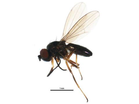 Image of Shore fly