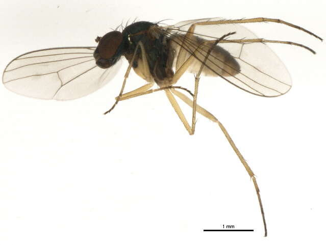 Image of Sympycnus anomalipennis Becker 1922