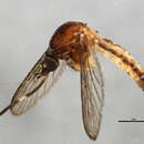 Imagem de <i>Rampamyia notoscriptus</i>