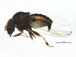 Image of Ironomyia francisi McAlpine 2008