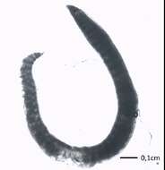 Image of Hesionidae