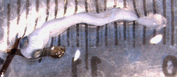 Image of Round whitefish