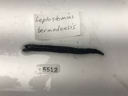 Image of Leptostomias