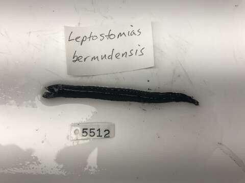 Слика од Leptostomias