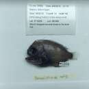 Image of Paracaristius