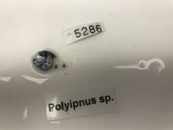 Image of Polyipnus