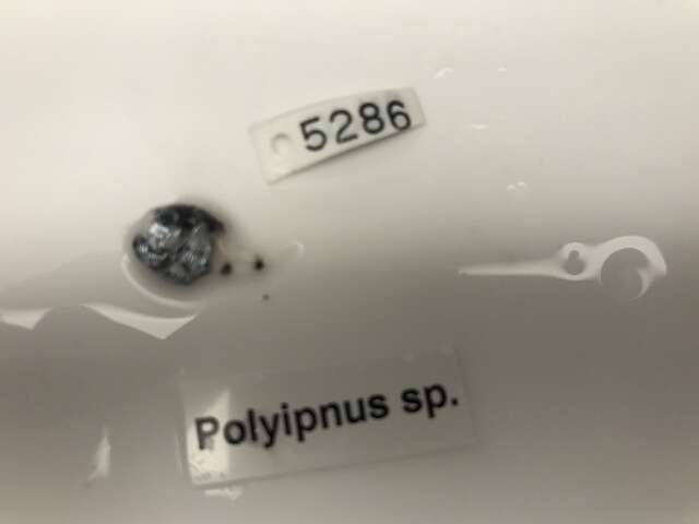 Image of Polyipnus