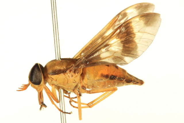 صورة Tabanocella denticornis (Wiedemann 1828)