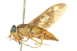 صورة Tabanocella denticornis (Wiedemann 1828)