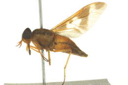 صورة Tabanocella denticornis (Wiedemann 1828)