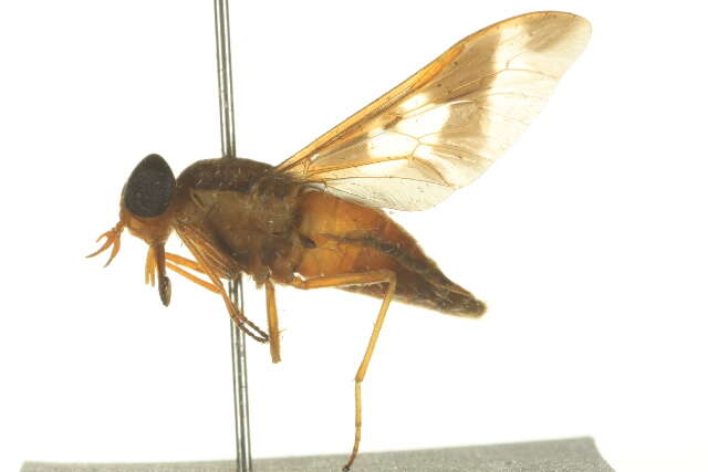 صورة Tabanocella denticornis (Wiedemann 1828)