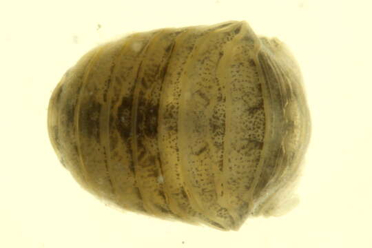 Image of Gnorimosphaeroma Menzies 1954