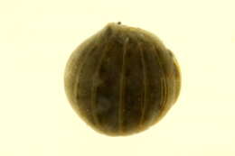 Image of Gnorimosphaeroma Menzies 1954