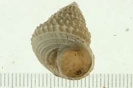 صورة Paguristes turgidus (Stimpson 1857)