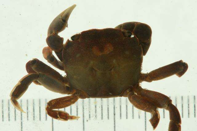 Image of <i>Hemigrapsus nudus</i>