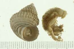 صورة Paguristes turgidus (Stimpson 1857)