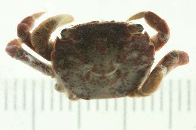 Image of <i>Hemigrapsus nudus</i>