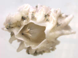 Image of thatched barnacle