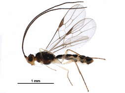 Image of Braconinae