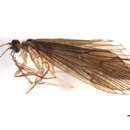 Image of Rhyacophila vedra Milne 1936
