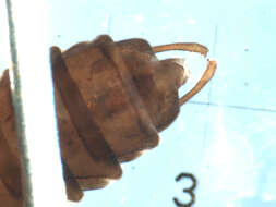 Image of Homoplectra doringa (Milne 1936)