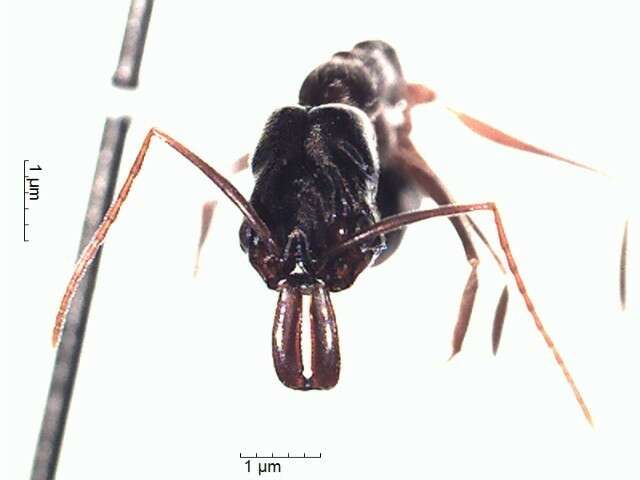 Image of Odontomachus bauri Emery 1892