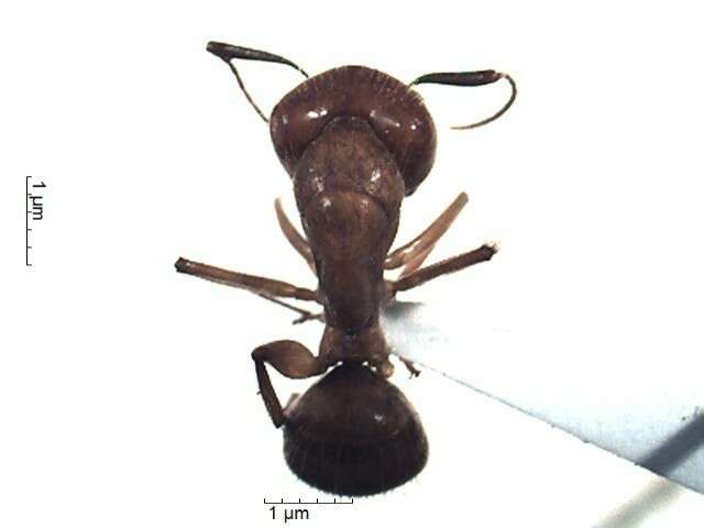 Plancia ëd Camponotus