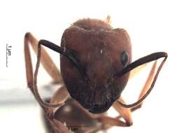 Imagem de Camponotus