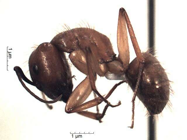 Imagem de Camponotus