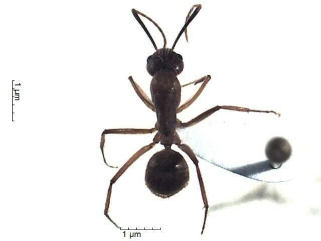 Imagem de Camponotus