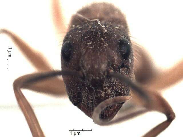 Plancia ëd Camponotus