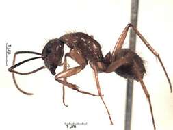 Plancia ëd Camponotus