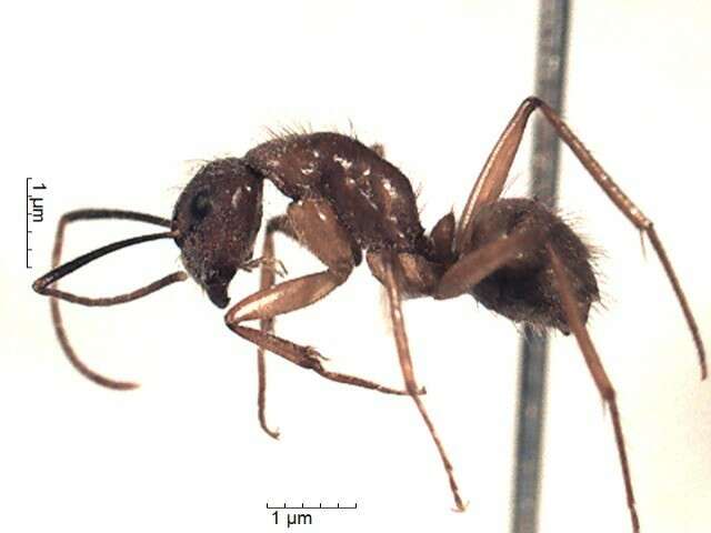 Imagem de Camponotus