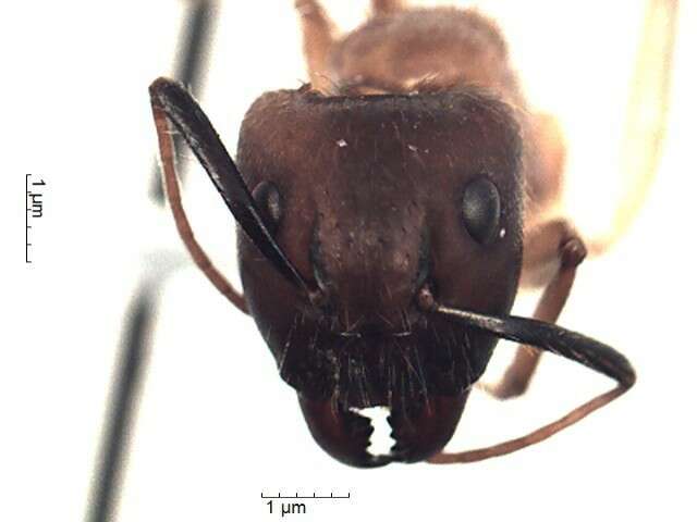 Plancia ëd Camponotus