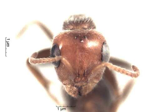 Image of Pseudomyrmex kuenckeli (Emery 1890)