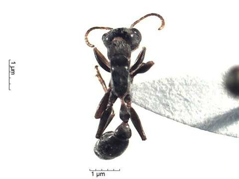 Sivun Pseudomyrmex kuva