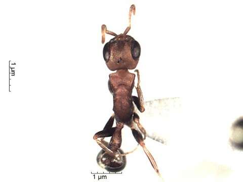 Image of Pseudomyrmex boopis (Roger 1863)