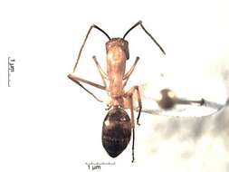 Plancia ëd Camponotus